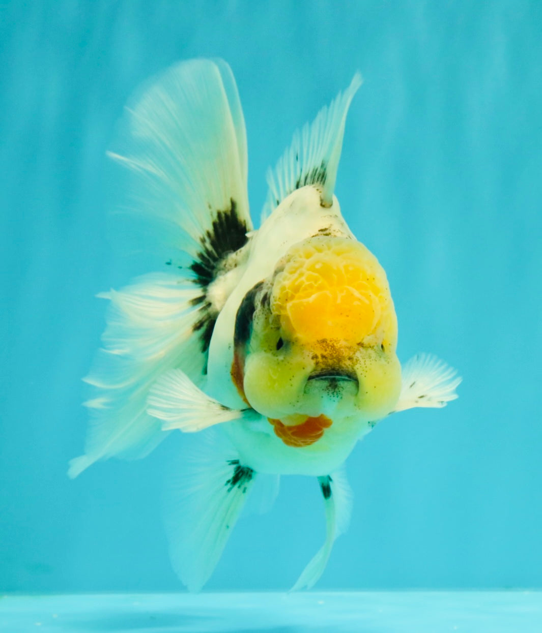 CHONKY AAA Grade Marble Button Eyes Oranda Male 6 inches #061926OR_27