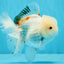MARSHMALLOW Red White Oranda Male 5.5 inches #040326OR_16