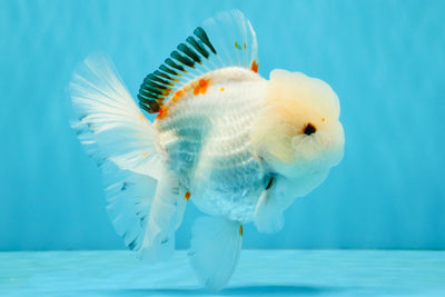 MARSHMALLOW Red White Oranda Male 5.5 inches #040326OR_16