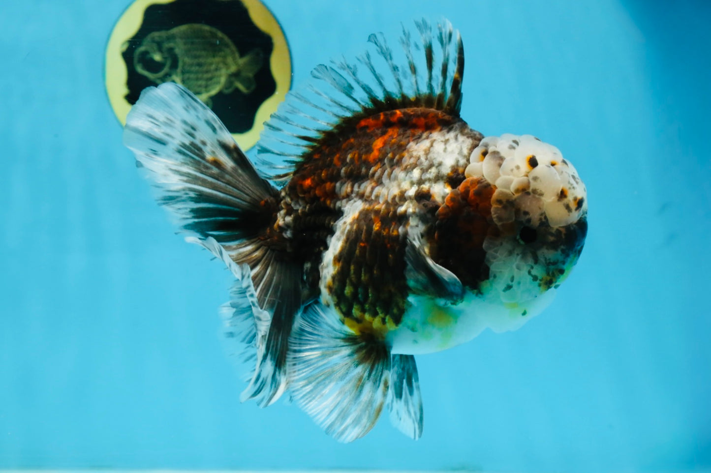 CHONKY AAA Grade Calico Kirin Oranda Male 5.5 inches #102425OR_18