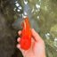 A Grade Red White Oranda Male 6.5 inches #082826OR_16