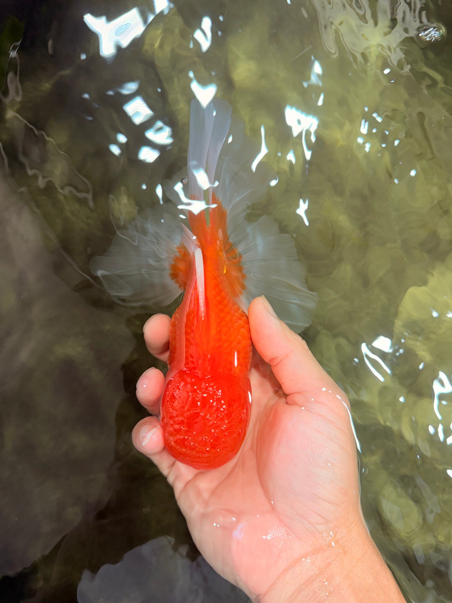 A Grade Red White Oranda Male 6.5 inches #082826OR_16