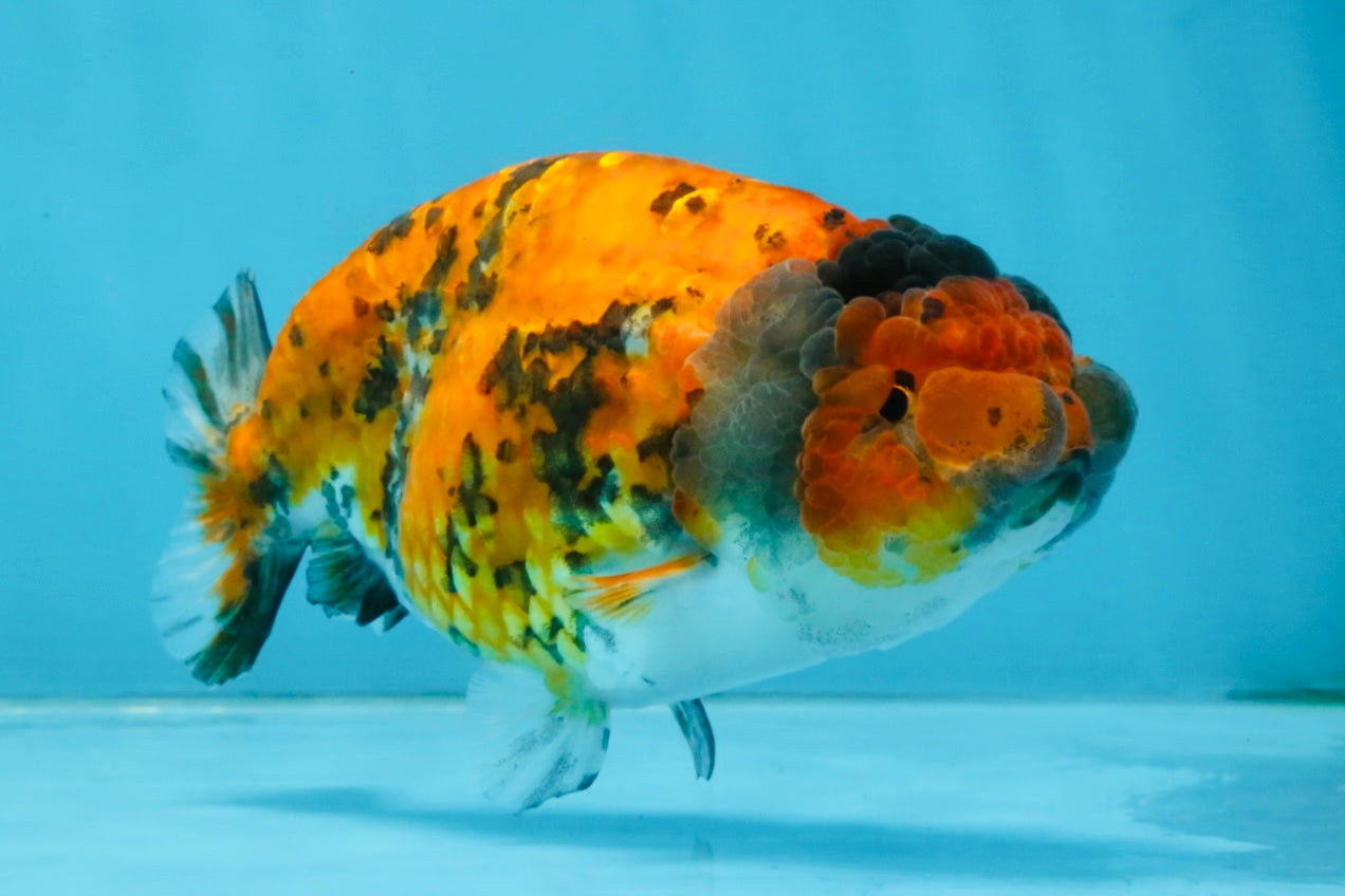 Tiger LionChu Female 5 inches #112825LC_14