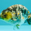 AAA Grade Special White Tiger Ranchu Male 4.5 inches #062626RC_07