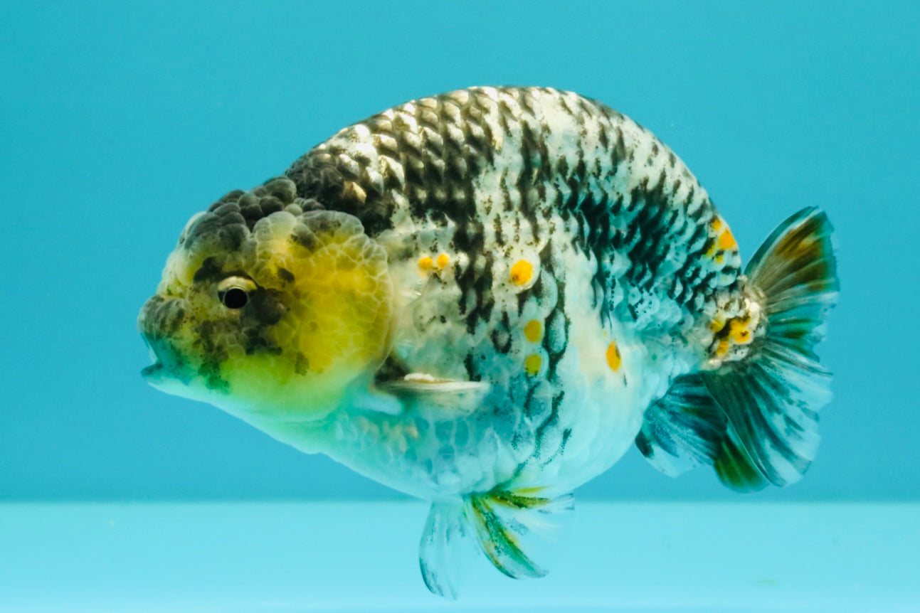 AAA Grade Special White Tiger Ranchu Male 4.5 inches #062626RC_07
