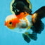 UNIQUE Tricolor Oranda Male 5 inches #100325OR_21