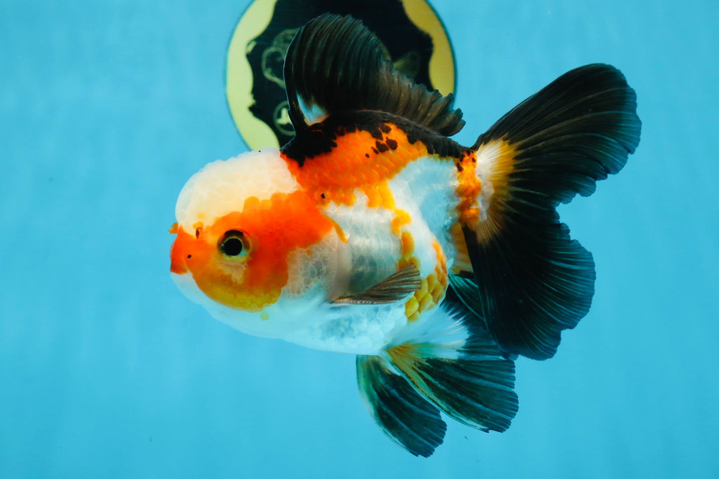 UNIQUE Tricolor Oranda Male 5 inches #100325OR_21