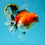 A Grade Sakura Oranda Female 6 inches #060625OR_29