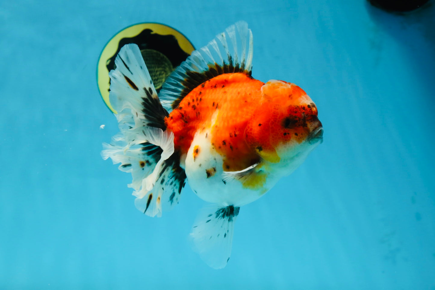 A Grade Sakura Oranda Female 6 inches #060625OR_29