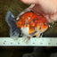 SPECIAL ROSE TAIL A Grade Calico Oranda Male 5.5 inches #120525OR_01