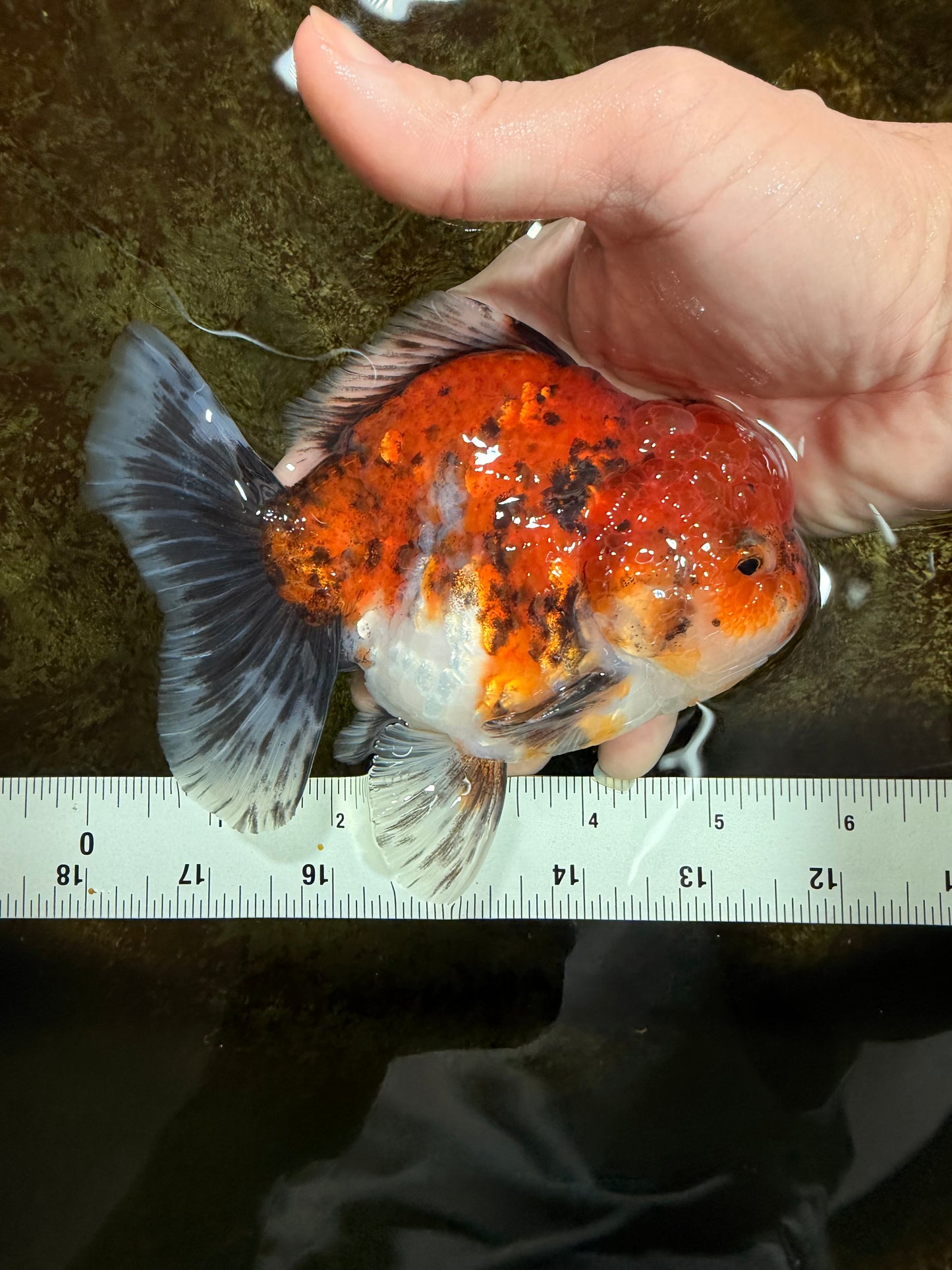 SPECIAL ROSE TAIL A Grade Calico Oranda Male 5.5 inches #120525OR_01