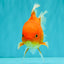 A Grade Red White Oranda Male 5.5 inches #091826OR_06