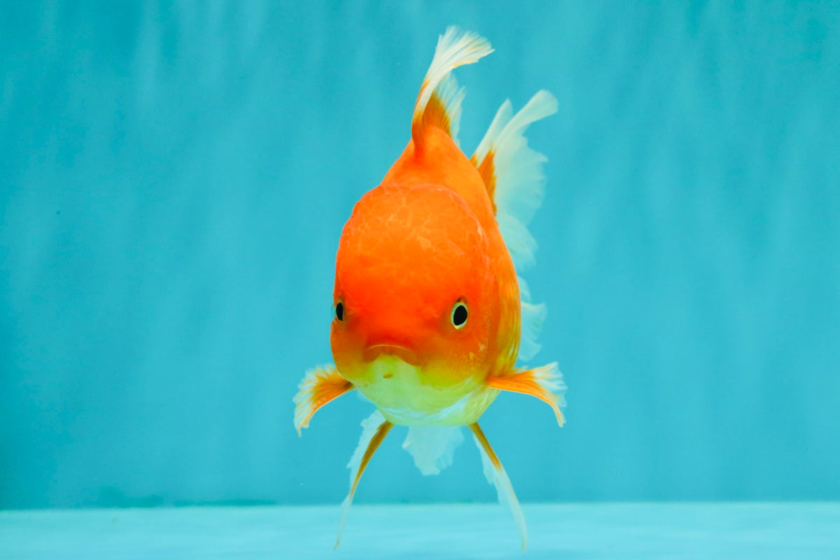 A Grade Red White Oranda Male 5.5 inches #091826OR_06