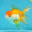 A Grade Chubby Orange White Oranda Female 4.5 inches #010325OR_07