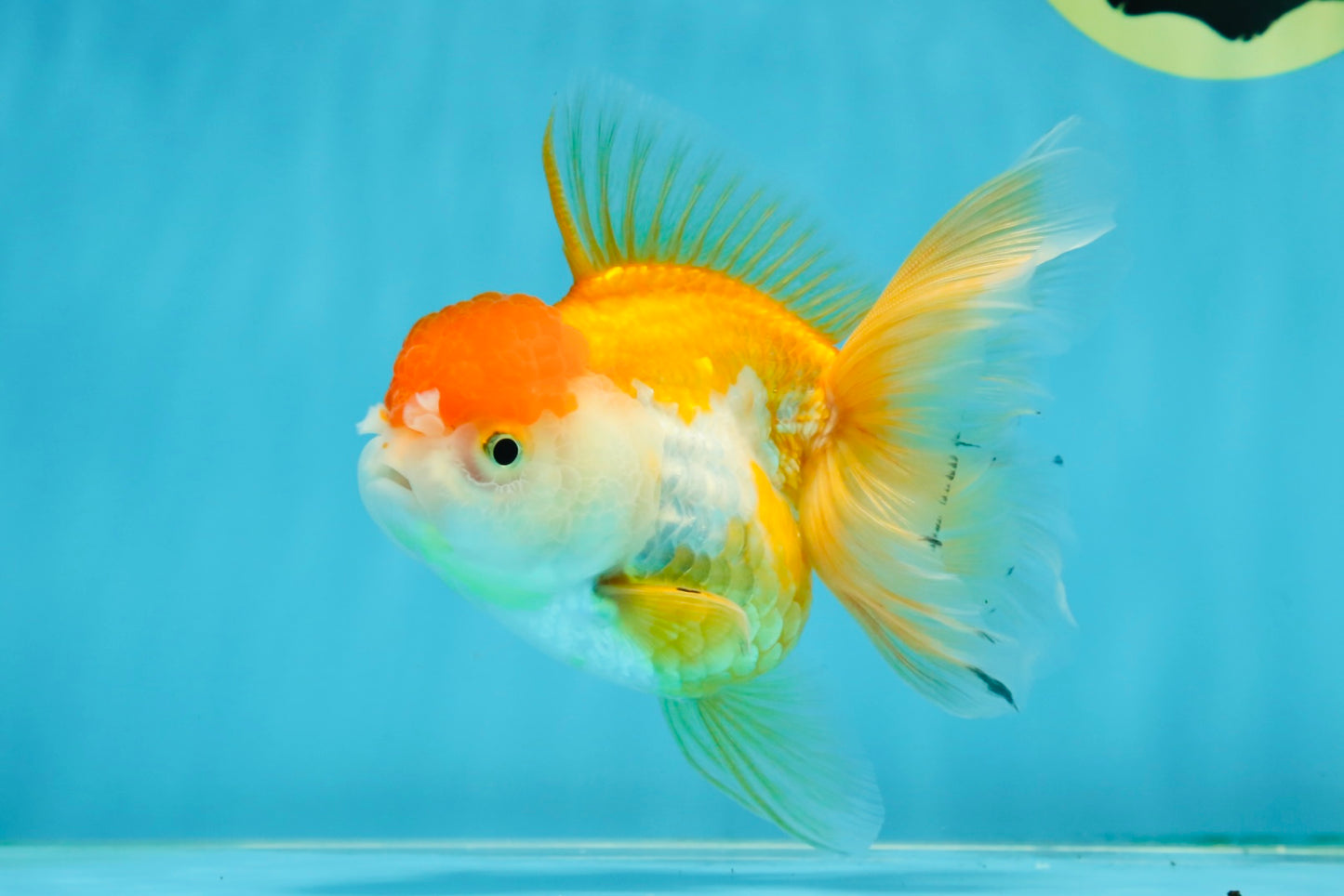 A Grade Chubby Orange White Oranda Female 4.5 inches #010325OR_07