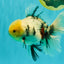 AAA Grade Marble Oranda Male 6.5-7 inches #070626OR_09