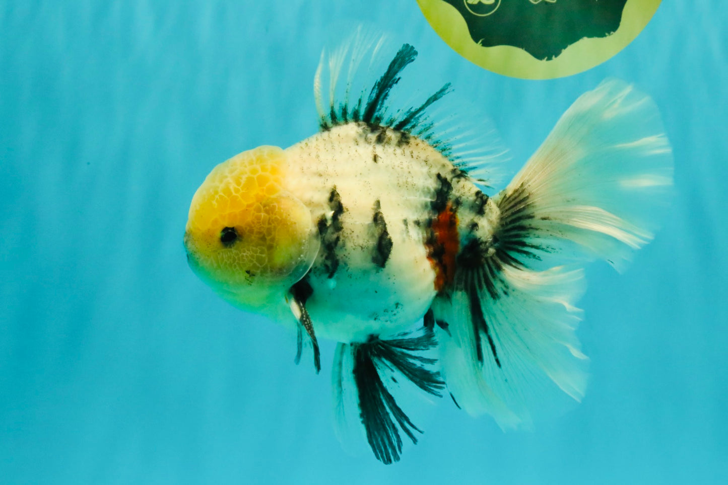 AAA Grade Marble Oranda Male 6.5-7 inches #070626OR_09