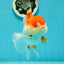 Cheeky Red White Oranda Female 5-5.5 inches #110124OR_02