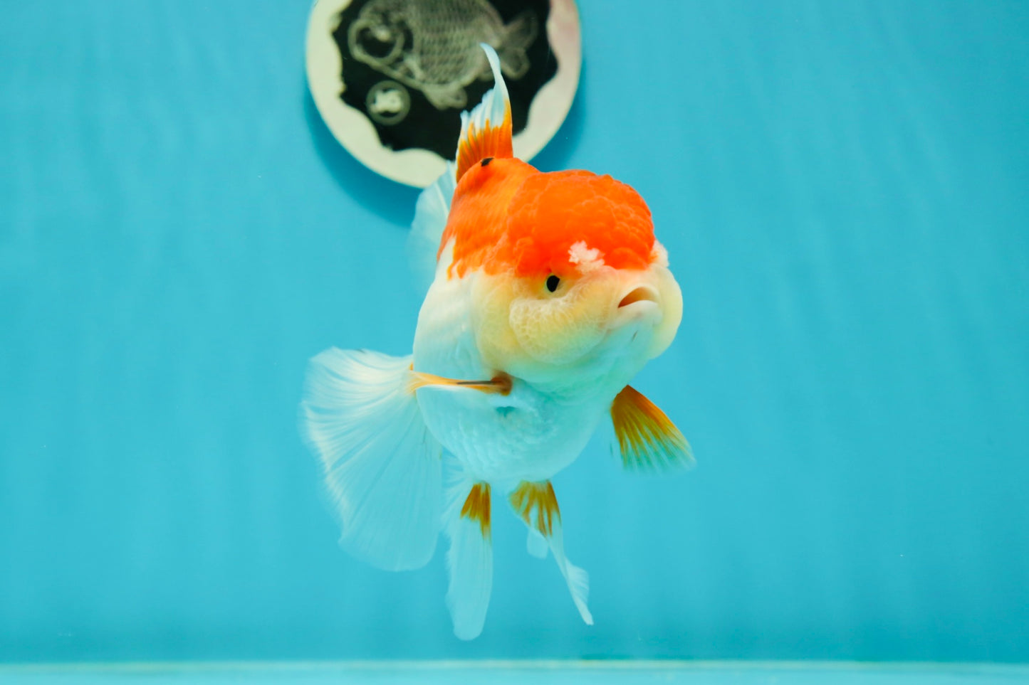 Cheeky Red White Oranda Female 5-5.5 inches #110124OR_02