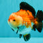 SUPER CUTE AAA Grade Tricolor Yuanbao Male 5 inches #071026YB_17