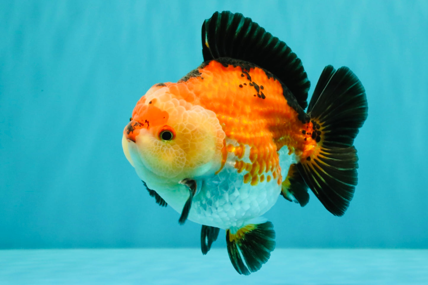 SUPER CUTE AAA Grade Tricolor Yuanbao Male 5 inches #071026YB_17