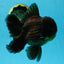 AAA Grade Jumbo Black Oranda Male 5-5.5 inches #053025OR_24