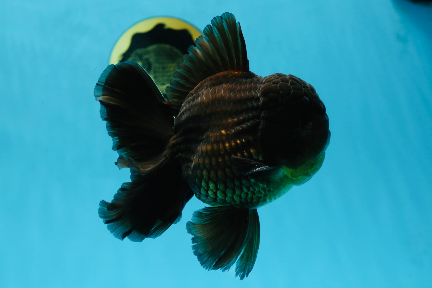 AAA Grade Jumbo Black Oranda Male 5-5.5 inches #053025OR_24