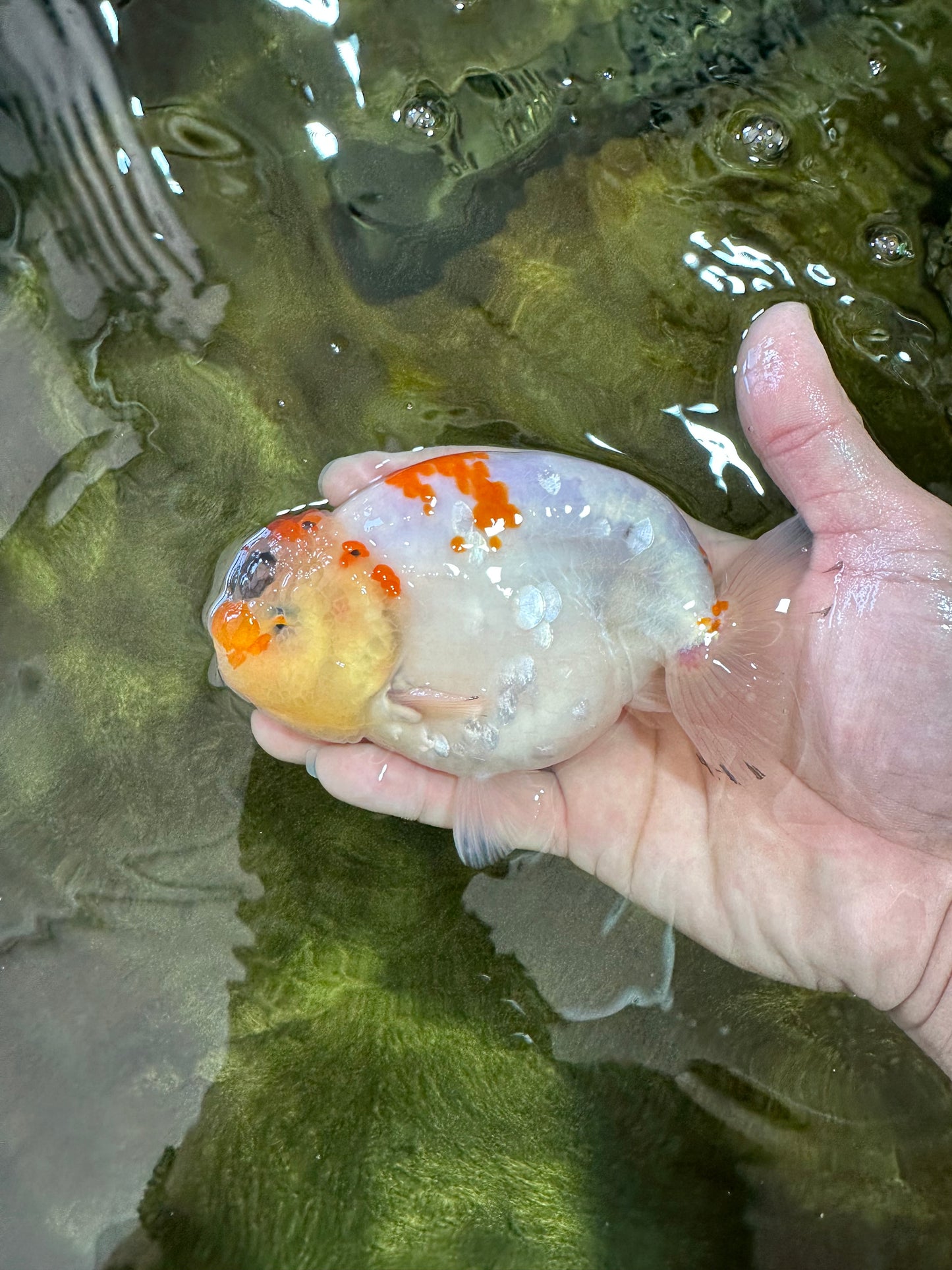 A Grade SPECIAL Kohaku Sakura LionKing 5 inches #051625LC_10