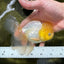 Big Wen A Grade Lemonhead Oranda Male 5 inches #042525OR_07