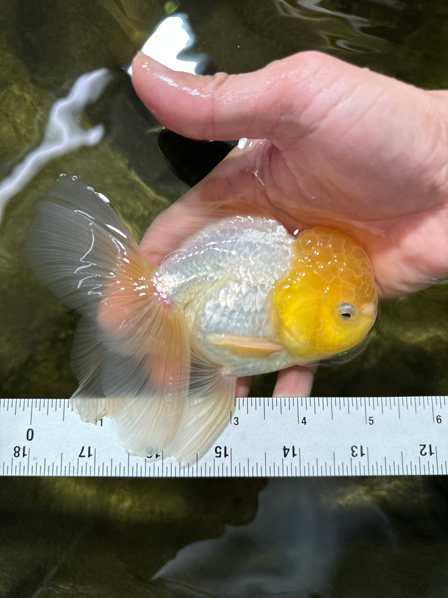 Big Wen A Grade Lemonhead Oranda Male 5 inches #042525OR_07