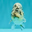 A Grade Tiger Ranchu Male 4.5-5 inches #081426RC_23