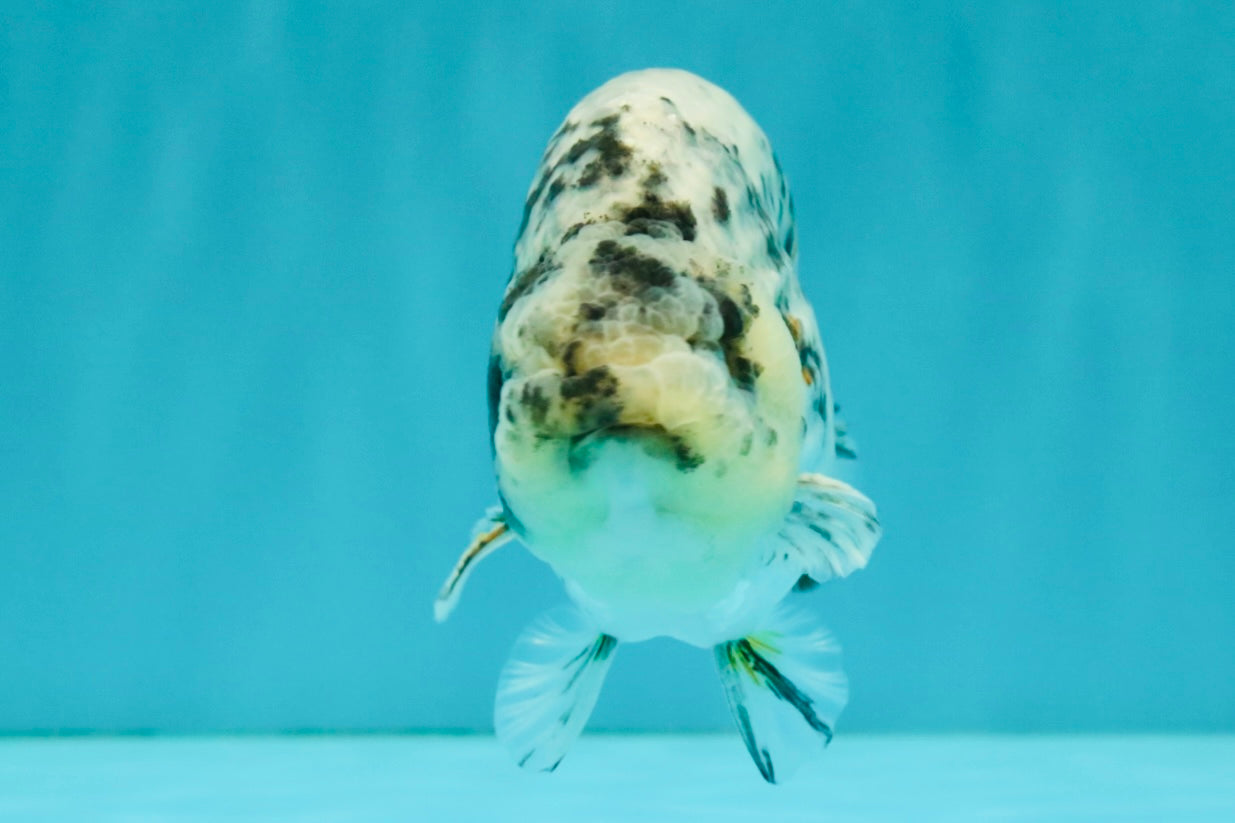 A Grade Tiger Ranchu Male 4.5-5 inches #081426RC_23