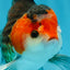 A Grade Nugget Tricolor Button Eyes Oranda Male 4.5 inches #010325OR_17