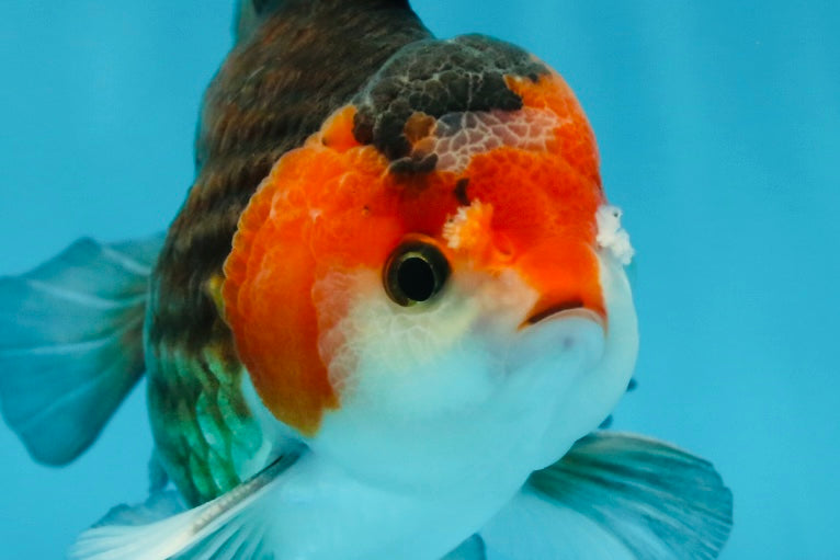 A Grade Nugget Tricolor Button Eyes Oranda Male 4.5 inches #010325OR_17