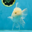 AAA Grade Snow White Oranda Male 5.5-6 inches #062725OR_20