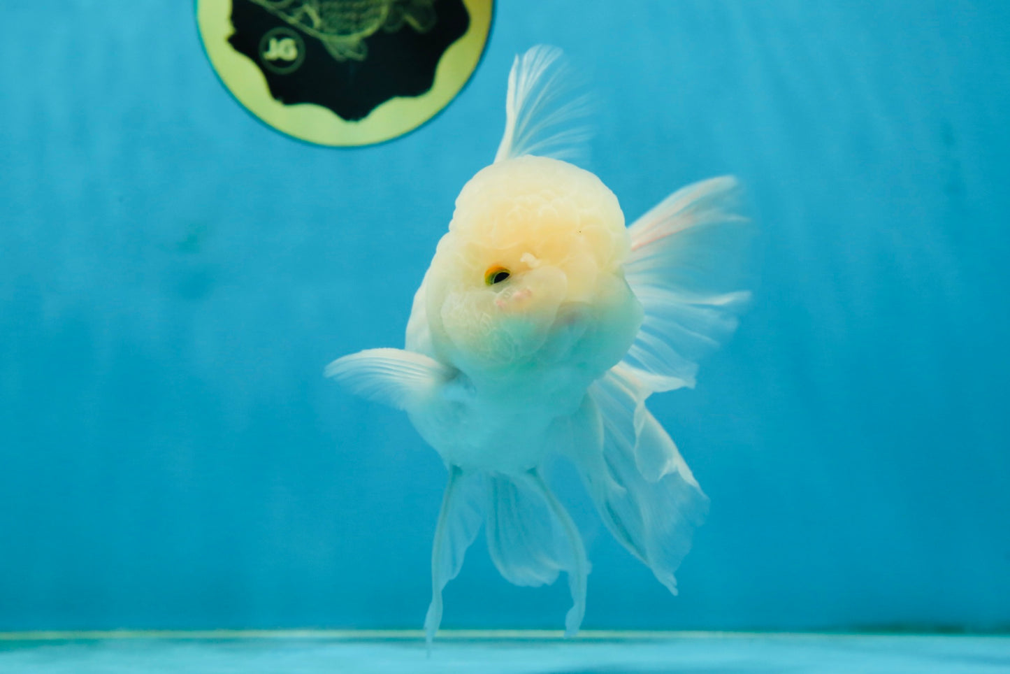 AAA Grade Snow White Oranda Male 5.5-6 inches #062725OR_20