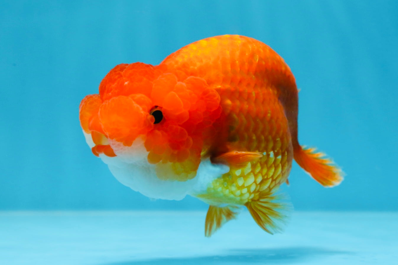 A Grade FLUFFY WEN Red White LionQueen 4.5 inches #072525LC_02