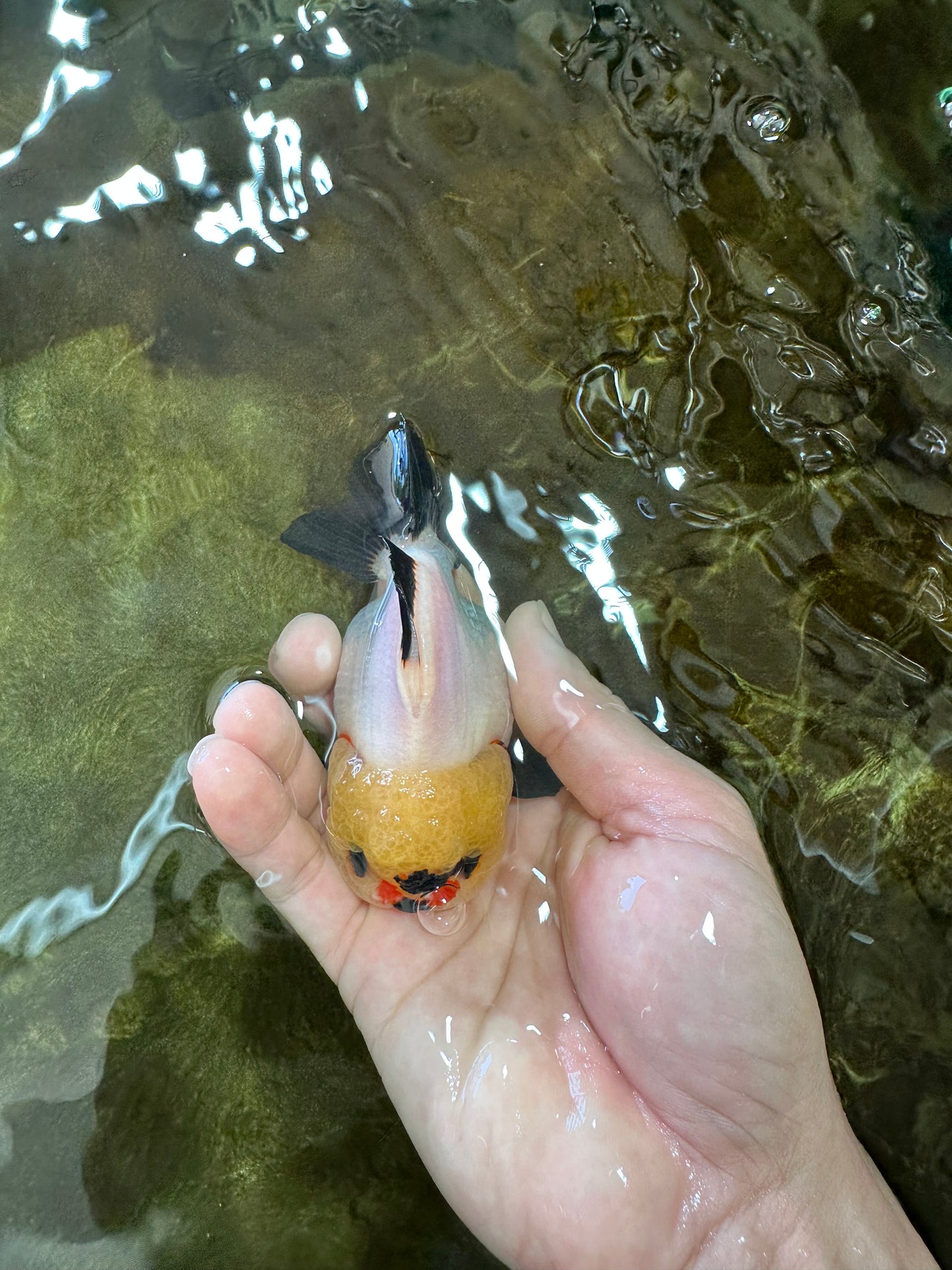 A Grade Pompom Tricolor Button Eyes Yuanbao Female 3.5-4 inches #062725YB_11