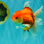 A Grade Red White Oranda Male 6-6.5 inches #100926OR_25