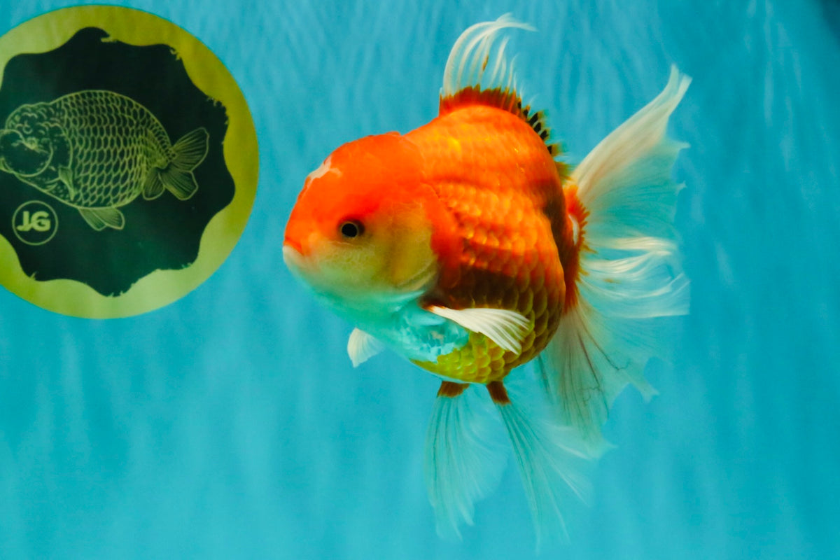A Grade Red White Oranda Male 6-6.5 inches #100926OR_25