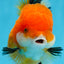 A Grade Tricolor Oranda Female 4.5 inches #0906OR_24