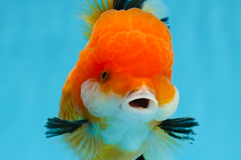 A Grade Tricolor Oranda Female 4.5 inches #0906OR_24