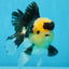 A Grade SPECIAL Panda Button Eyes Oranda Male 4.5-5 inches #072525OR_09