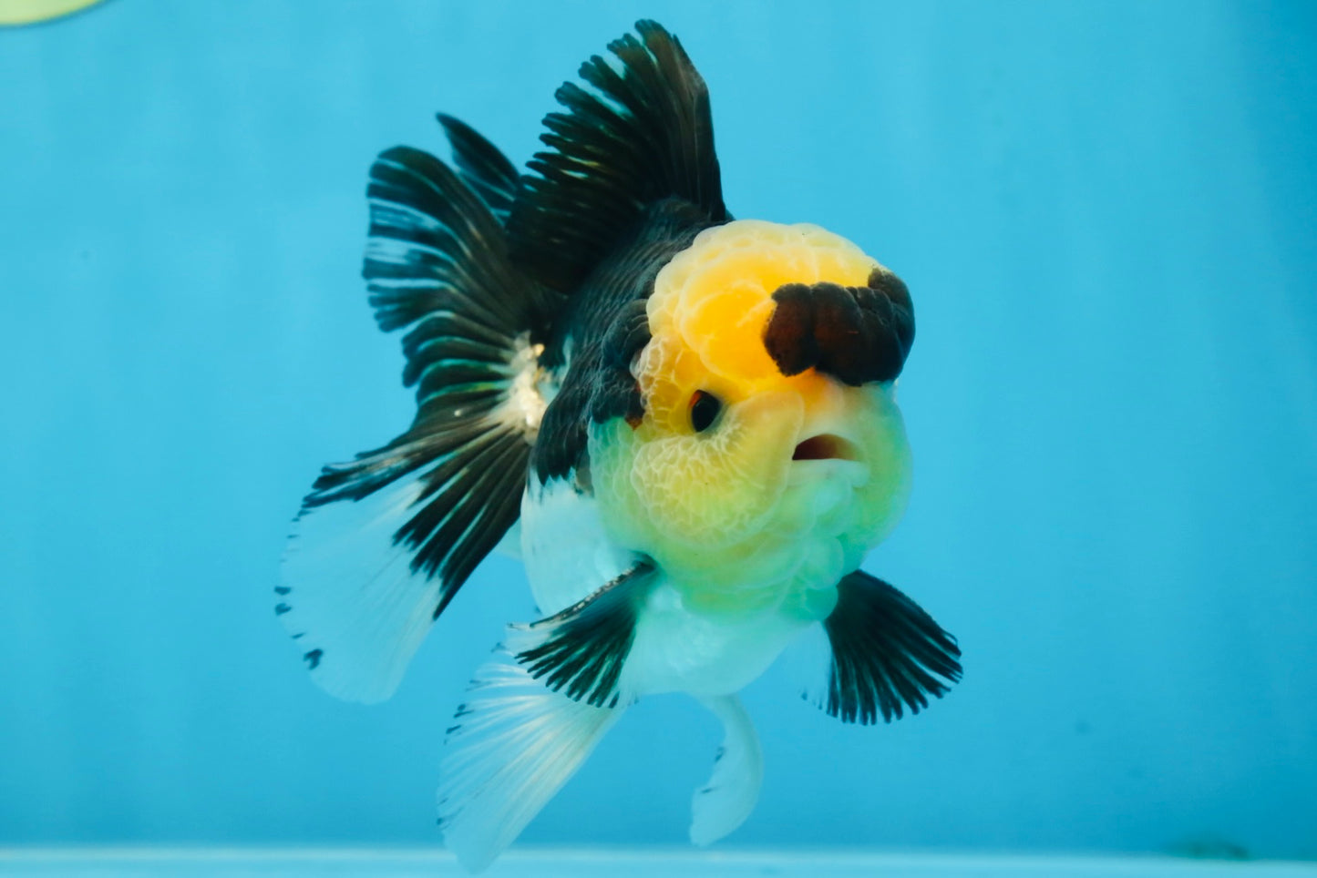 A Grade SPECIAL Panda Button Eyes Oranda Male 4.5-5 inches #072525OR_09