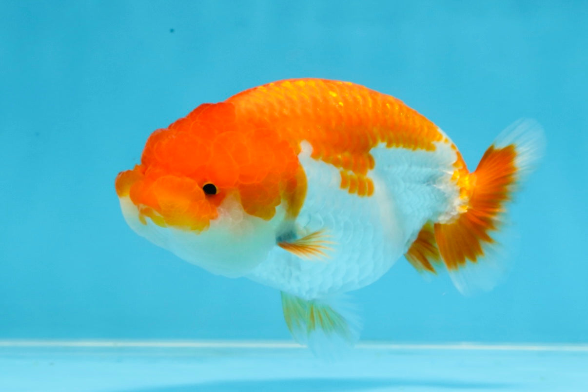 AAA Grade Red White LionQueen 4-4.5 inches #101725LC_04