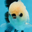 A Grade Button Eyes Panda Oranda Female 4.5-5 inches #0906OR_23