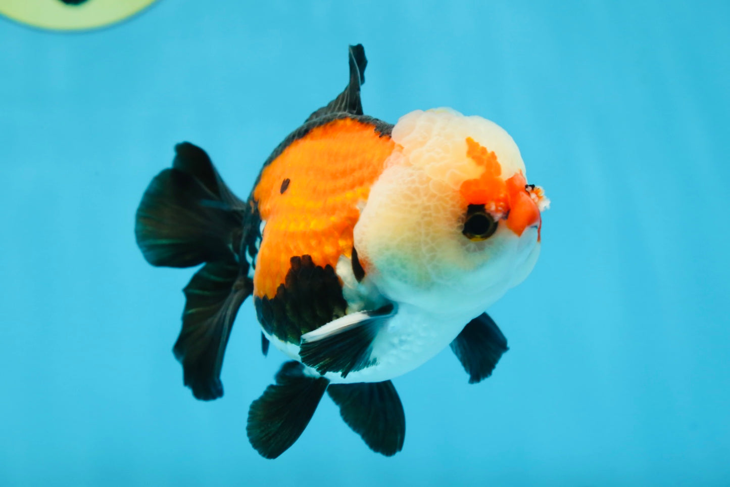 A Grade Adorable Pompom Tricolor Yuanbao Male 4-4.5 inches #071125YB_19