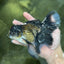 A Grade Fluffy Tail Panda Oranda Male 6.5 inches #010325OR_14