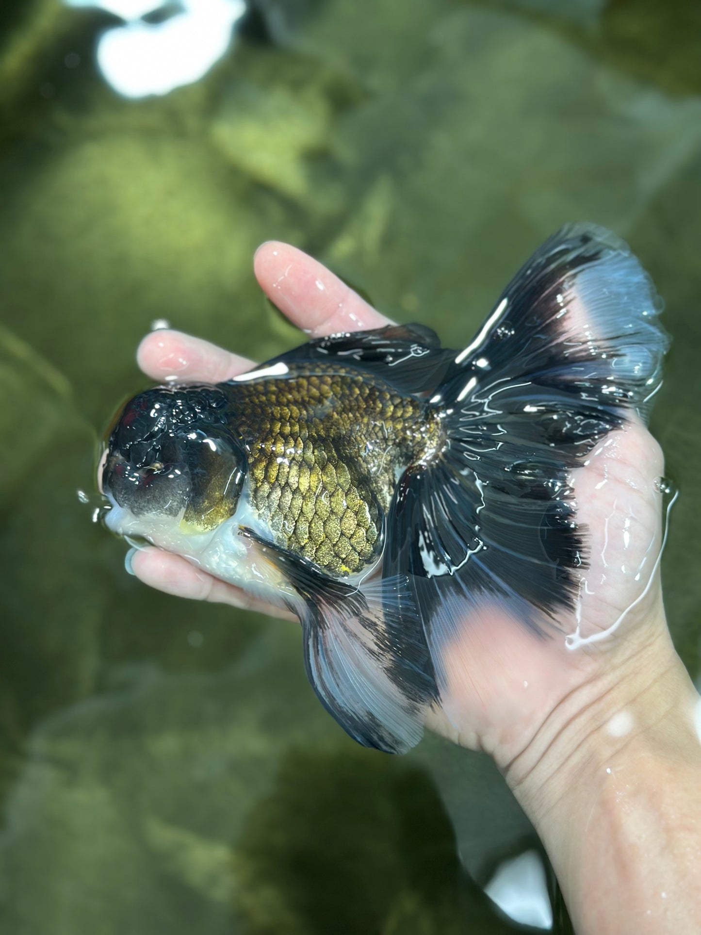 A Grade Fluffy Tail Panda Oranda Male 6.5 inches #010325OR_14