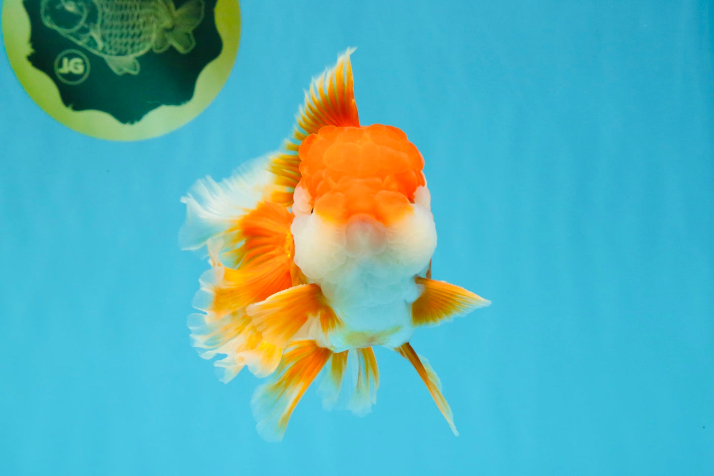 CHUNKY A Grade Red White Oranda Male 6 inches #040326OR_15